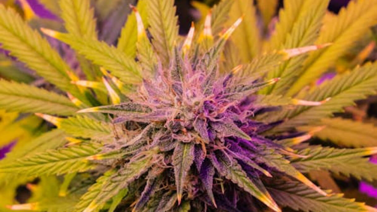 Indica versus sativa leaf comparison