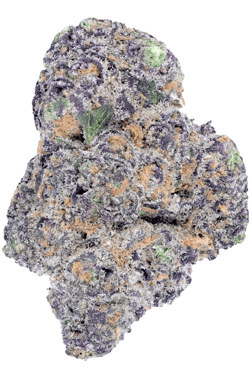 Exotics dried flower